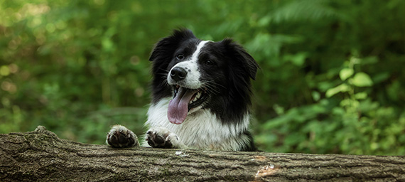 Pawsitive : désensibilisation canine à Châtillon-sur-Cher près de Romorantin & Controis-en-Sologne (41)